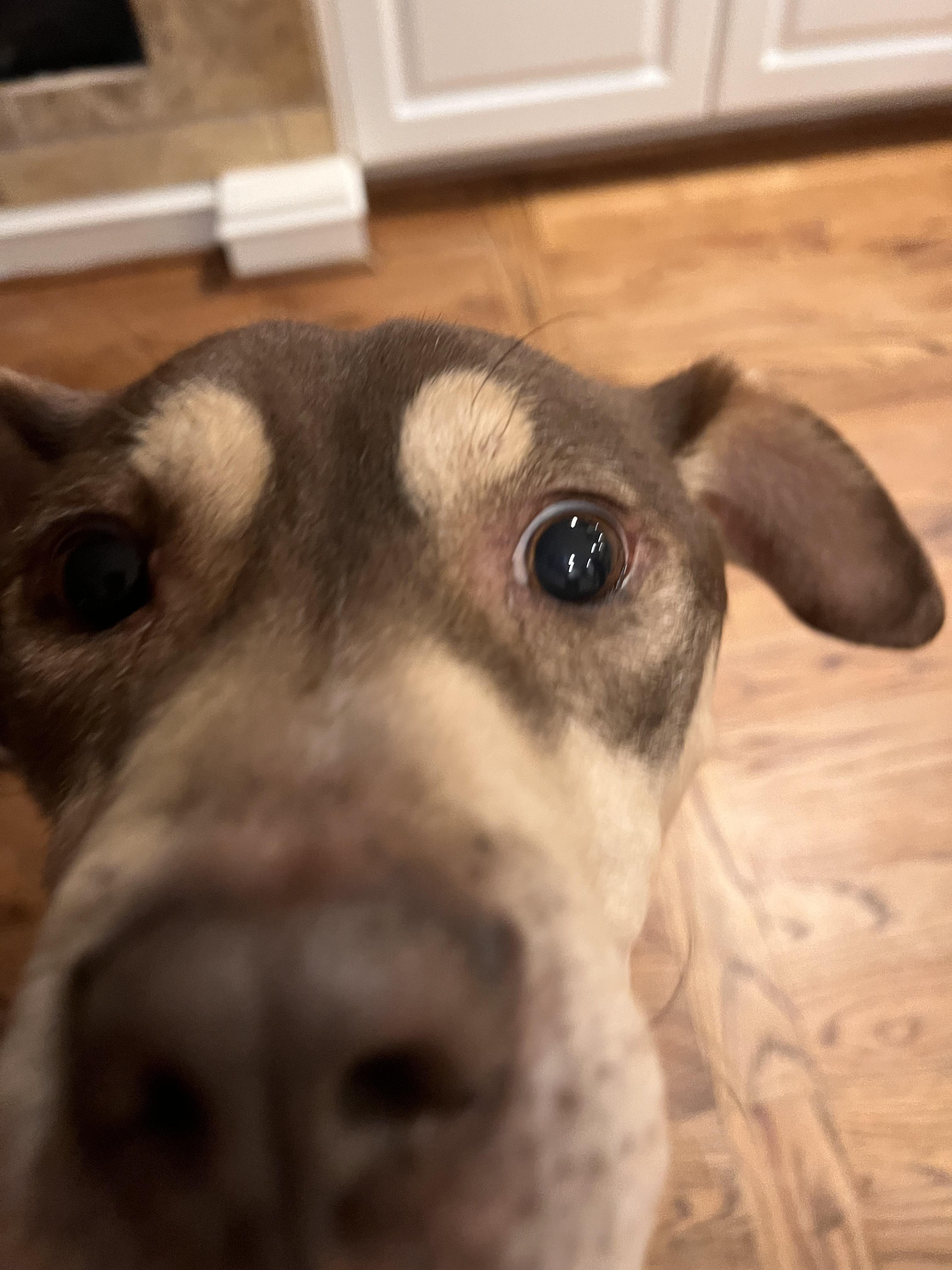 Pet